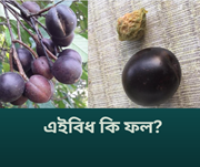 অসমৰ এই থলুৱা ফলবিধৰ নাম জানেনে?  ৯০% লোকেই দিব পৰা নাই শুদ্ধ উত্তৰ