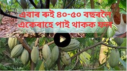 Cocoa farming methods & benefits