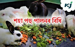 Rearing of Rabbit on a commercial basis
