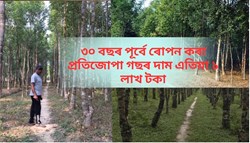 Bumper benefit of sandalwood farming