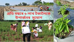 Bumper benefit of Stevia farming