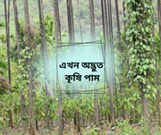 জালুক-মধুৰিআমৰ মাজে-মাজে চিত্ৰনলা, তামোল গছৰ মাজে মাজে Cocoa