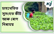 Tea Cultivation: চাহ খেতিত সুসংহত কীট আৰু ৰোগ নিৰাময়ৰ ব্যৱস্থা