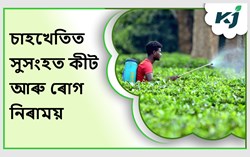 Integrated pests and disease treatment measures in tea fields