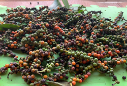 Black Pepper Farming Guide for Farmers