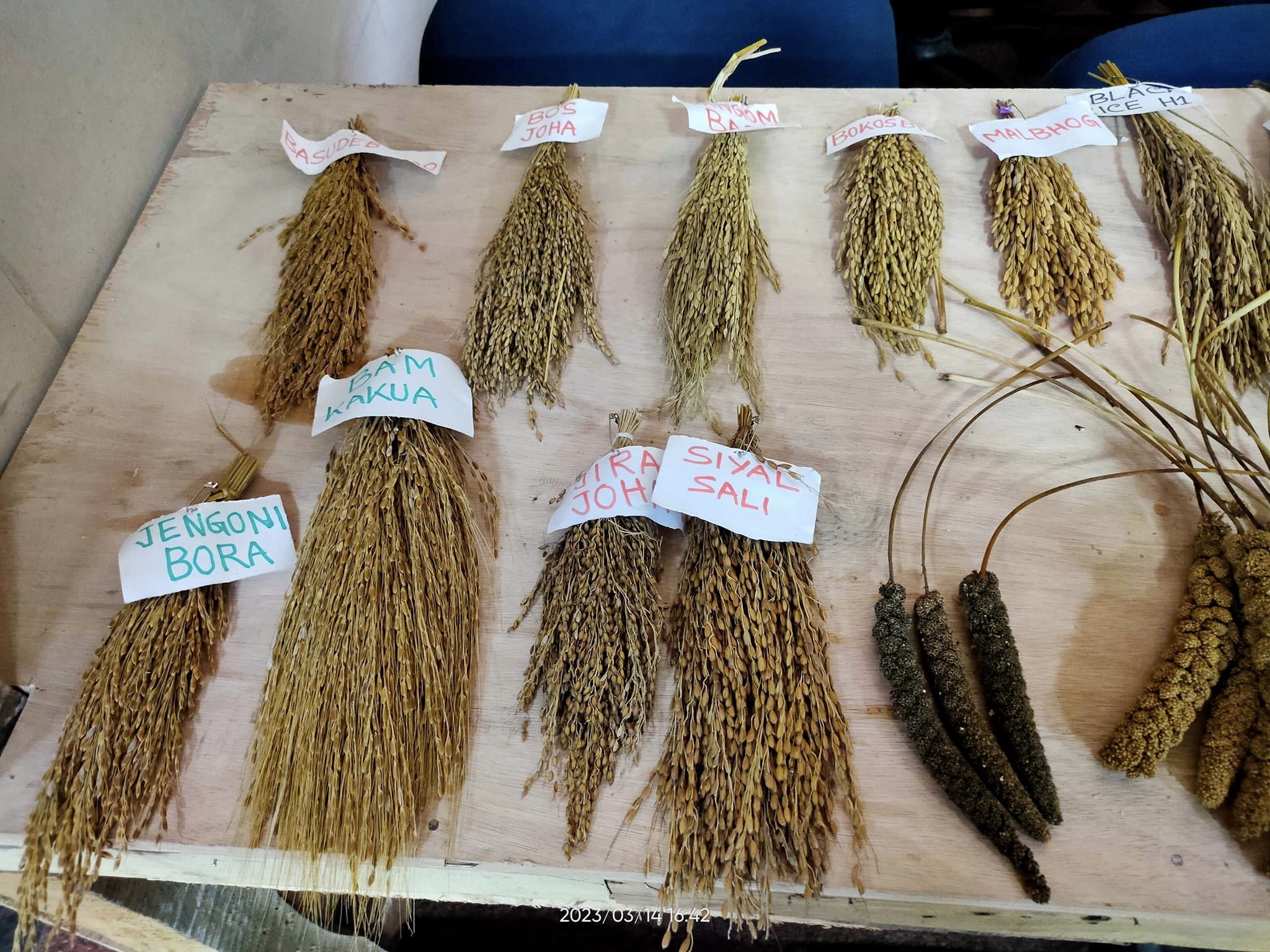 indigenous paddy seeds