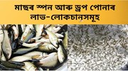 Fish seed : মীনপালকে পুখুৰীত ড্ৰপ নে স্পন পোনা এৰিলে অধিক লাভৱান হব!