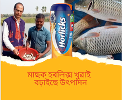 Farmer feeds horlicks to fish for better production
