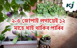 Brinjal & its tub Farming Methods