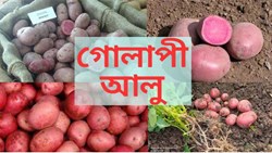 Gulapi potato farming & its benefit
