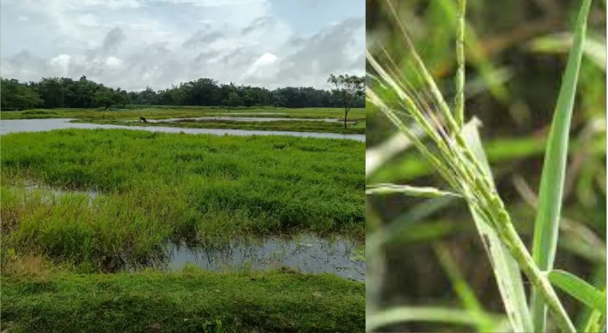 A rare variety Paddy grows naturally over large areas in Sonitpur