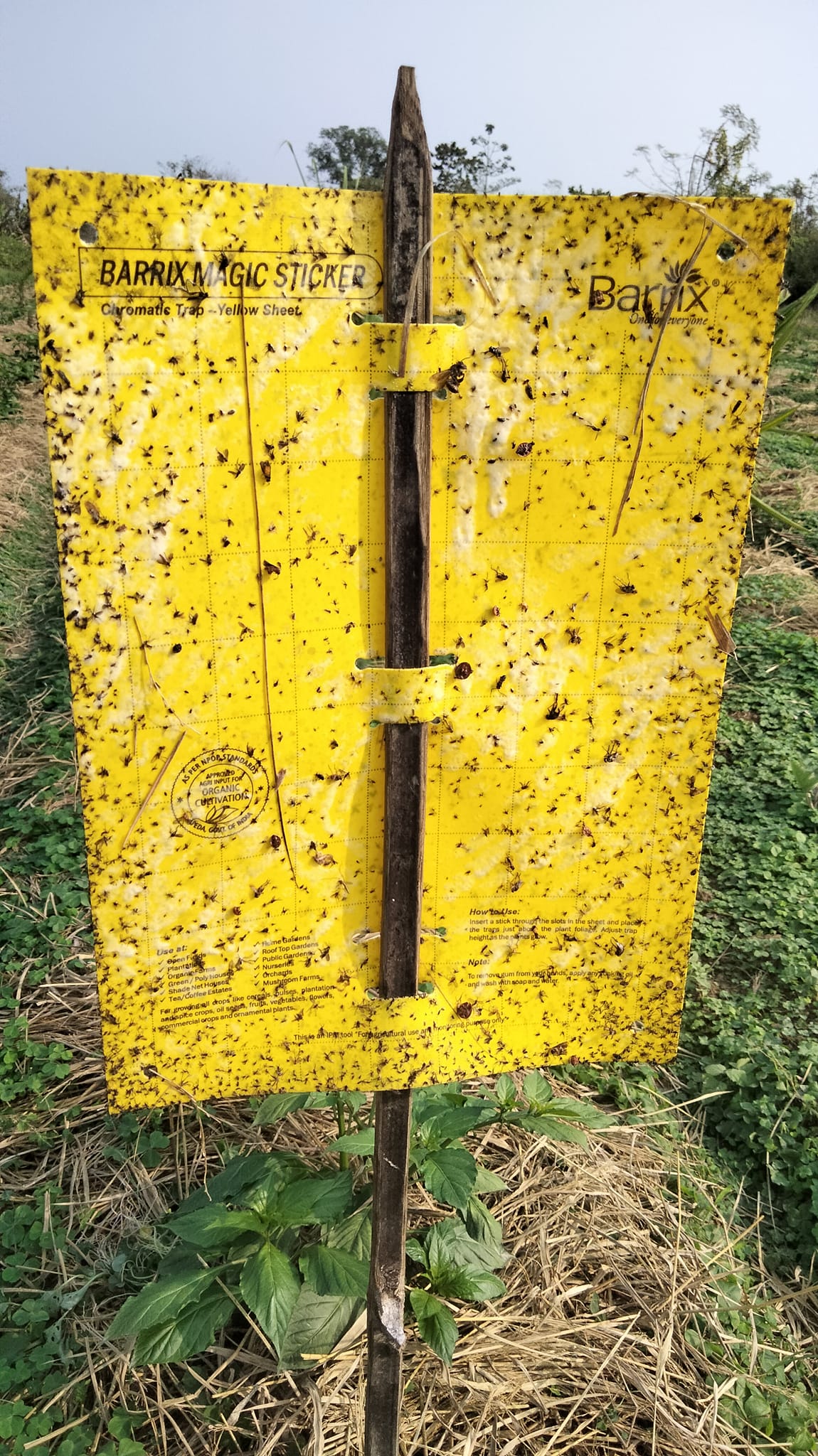 Yellow sticky traps