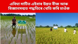 New variety paddy farming in Assam