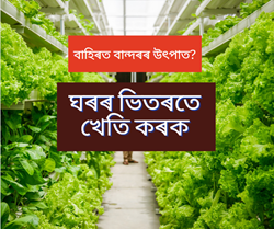Indoor vertical farming is the future of Agriculture