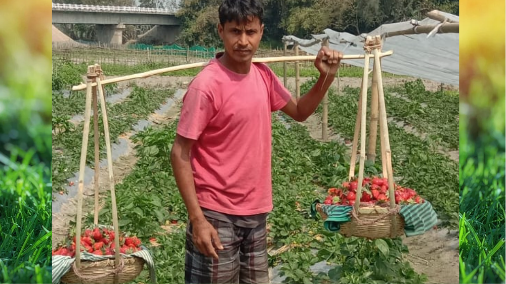 Strawberry Farmer from Assam