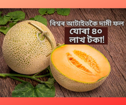 Yubari king melon: world's costliest fruit