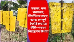 Yellow sticky traps for monitoring pests