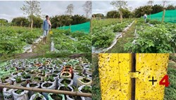 King chili farming in Majuli