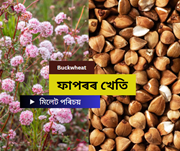 Buckwheat: মিলেট পৰিয়ালৰ অন্তৰ্গত ফাপৰৰ খেতি কৰি লাভৱান হওক Buckwheat: মিলেট পৰিয়ালৰ অন্তৰ্গত ফাপৰৰ খেতি কৰি লাভৱান হওক