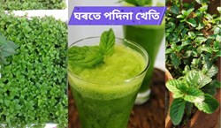 Mint farming in Home & its benefit