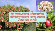 Cashew nut : কাজু বাদামৰ খেতিৰে লাখ টকা উপাৰ্জন কৰক অসমৰ কৃষকে