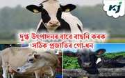 দুগ্ধ উৎপাদন ব্যৱসায় কৰিব বিছাৰে?  বাচনি কৰক সঠিক প্ৰজাতিৰ গো-ধন