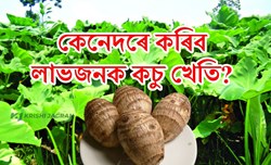 Kachu Cultivation in Scientific Way