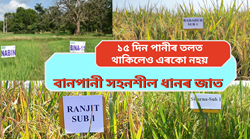 Flood tolerant Paddy varieties