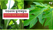 Papaya and Banana Leaf: পশুধনৰ ছুপাৰ ফুড হিচাপে কলপাত আৰু অমিতাৰ পাত