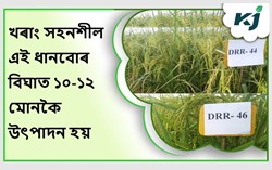 Drought tolerant Paddy varieties