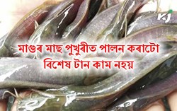 Cat Fish Farming! a Profitable Business