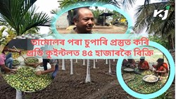 Betel Nut farming, benefit & business
