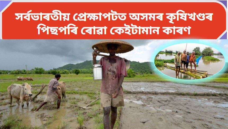 Agricultural sector of Assam