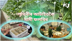 Yubari, an exceptional melon of World