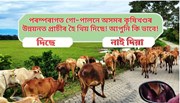 পৰম্পৰাগত গো-পালনে অসমৰ কৃষিখণ্ডৰ উন্নয়নত প্ৰাচীৰ হৈ থিয় দিছে!