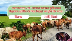 Traditional cattle breeding become a wall in the development of  Assam agriculture Sector!