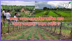 How to grow rice and other crops with bananas