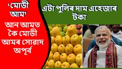 Upcoming Modi Mango in Market