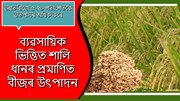 ধানৰ বীজৰ ব্যৱসায় আৰু ধান খেতি কৰাসকলে এই লেখাটো পঢ়ক!