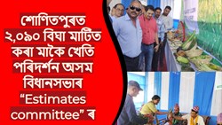 2090 bighas of Corn cultivation in Sonitpur