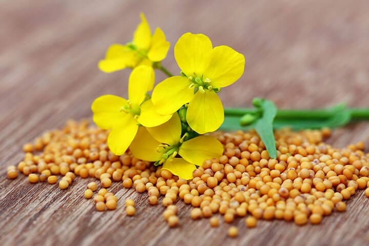 Mustard seeds and flower