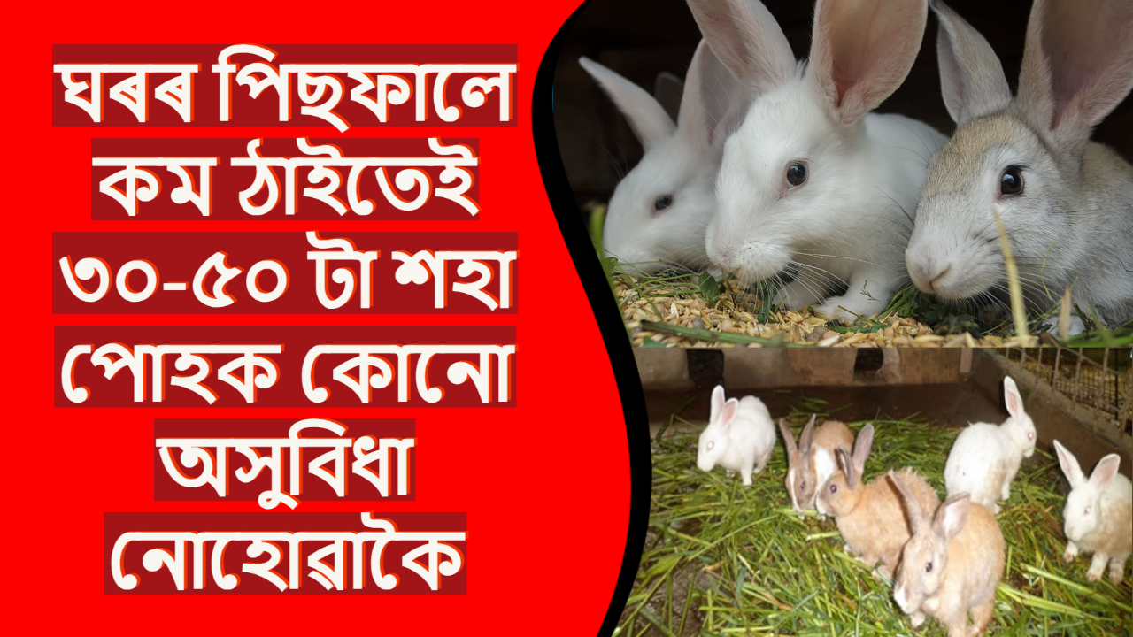 Domestic methods of rearing rabbits