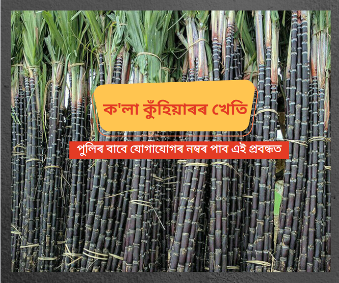 Black sugarcane