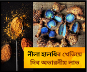 নীলা হালধিৰ খেতি কৰকঃ এক কিলোৰ দাম ৩ হাজাৰ টকা পৰ্যন্ত