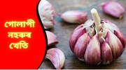 Pink Garlic: অধিক উৎপাদন আৰু দুগুণ উপাৰ্জনৰ বাবে গোলাপী নহৰুৰ খেতি কৰক