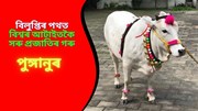 বিলুপ্তিৰ পথত বিশ্বৰ আটাইতকৈ সৰু প্ৰজাতিৰ গৰু