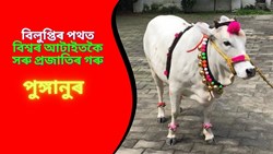 World's smallest cow Punganur