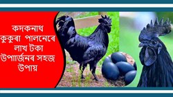 Kadaknath Farming! profitable Business for Farmers