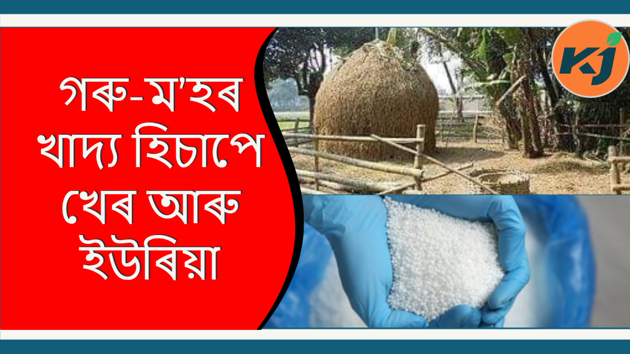 Home Making Animal Feed By Kher & Urea