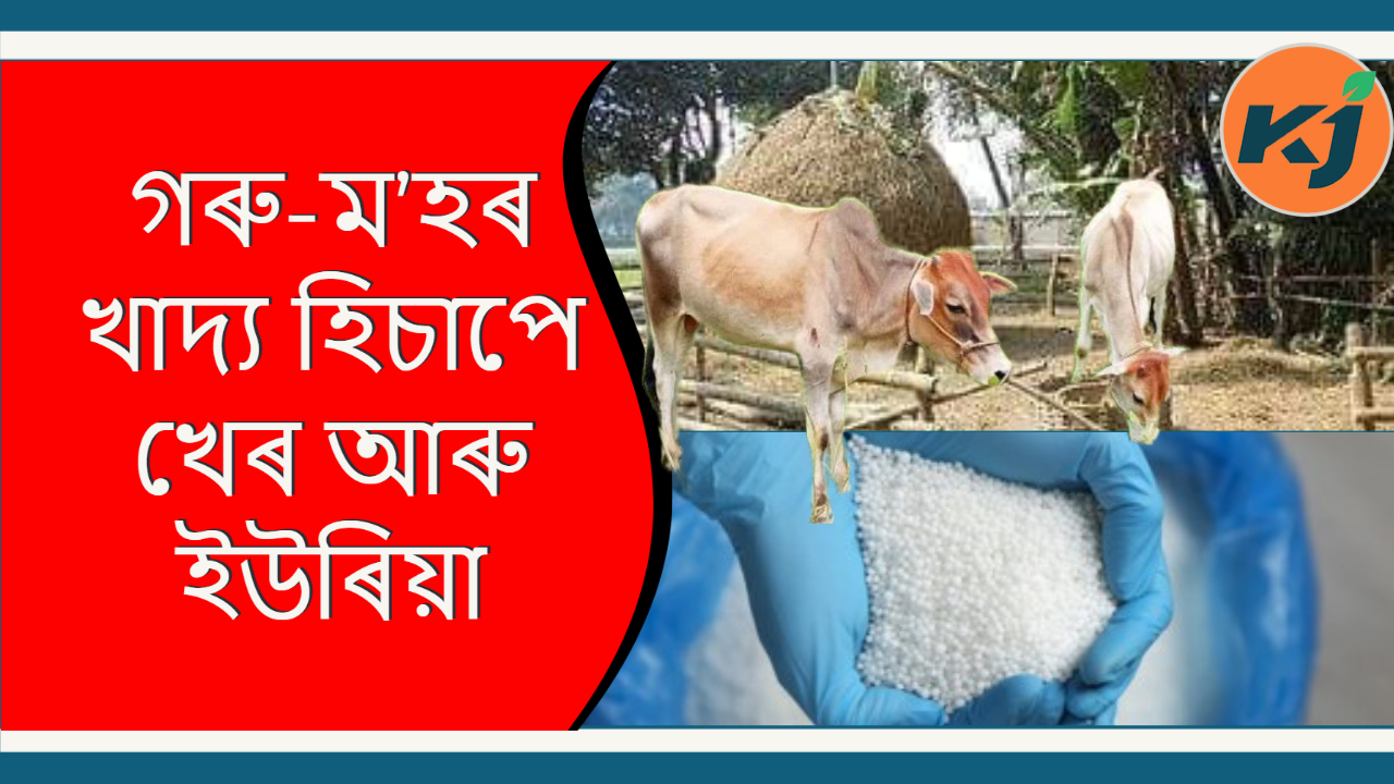 Home Making Animal Feed গৰুম’হৰ খাদ্য হিচাপে খেৰ আৰু ইউৰিয়া
